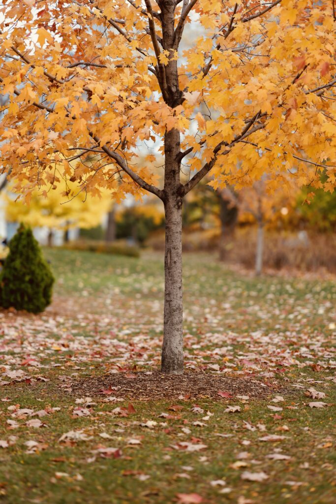 Shot near Nouveau Saint-Laurent using the Canon R5 Mark II, with RF 85mm f1.2 L USM lens, at f1.2 aperture, shutter speed of 1/1000s, ISO 100.
